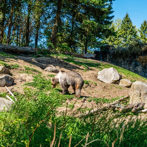 Taking Notes from Fern, Glenn, and Friends: Supporting Sustainability at Woodland Park Zoo